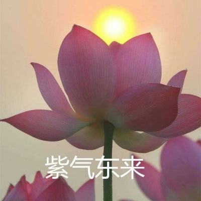 俺老猪来也官方版下载